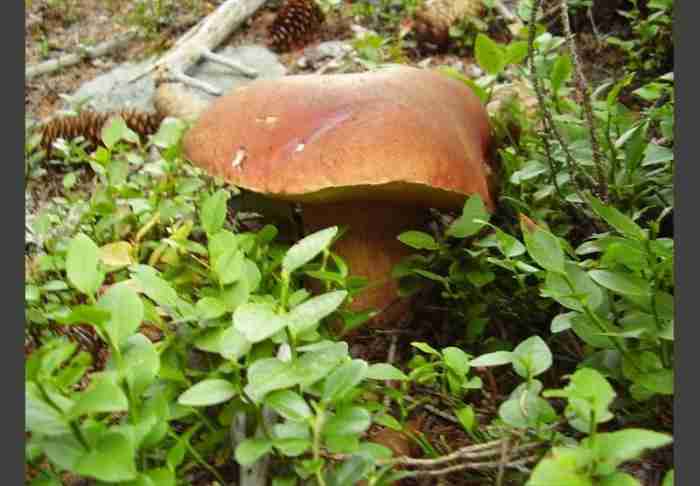  Image name: 153 Porcino.jpg 
 width: 700 pixel 
 height: 486 pixel 
 Size: 26675 bytes 
 Click to enlarge 